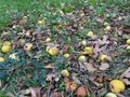 Fallen apples among autumn leaves in overgrown grass Royalty Free Stock Photo