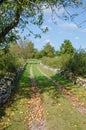 Fallen apples at a country road