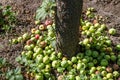 Fallen apples at the foot of the apple tree.