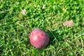 Fallen apples in the garden. Close up of red apple in grass Royalty Free Stock Photo