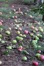 Fallen apples in an orchard Royalty Free Stock Photo