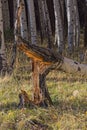 Fallen aspen tree in a forest near Flagstaff, Arizona.