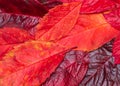 Fallen autumn bright red leaves close-up Royalty Free Stock Photo