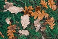 Fallen autumn brown oak leaves on green grass with water drops on it Royalty Free Stock Photo