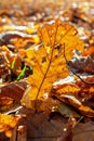 Fallen autumn foliage on the ground in a park. A dry oak leaf with holes is exposed to sunlight. Royalty Free Stock Photo