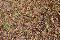 Fallen autumn foliage from trees and bushes Royalty Free Stock Photo