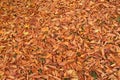 Fallen autumn foliage from trees and bushes Royalty Free Stock Photo