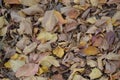 Fallen autumn foliage from trees and bushes Royalty Free Stock Photo