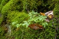 Fallen Autumn Leaf on a Bed of Moss Royalty Free Stock Photo