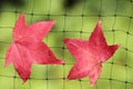 A fallen autumn leaf caught on a wire net Royalty Free Stock Photo