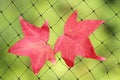 A fallen autumn leaf caught on a wire net Royalty Free Stock Photo