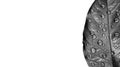 Fallen autumn leaf in drops of water black and white isolated on white. Royalty Free Stock Photo