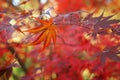 Fallen autumn leaf hanging from a maple branch Royalty Free Stock Photo
