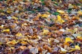 Autumn leafs colourful carpet