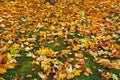 Fallen Autumn Leaves