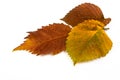 Fallen autumn leaves Royalty Free Stock Photo