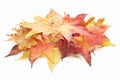 Fallen autumn leaves Royalty Free Stock Photo