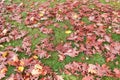 Fallen autumn leaves and acorns of northern oak on lawn Royalty Free Stock Photo