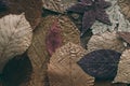 Fallen autumn leaves background. Colorful leaves background and texture for design. Close up view of autumn leaves as background. Royalty Free Stock Photo