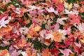 Fallen autumn leaves background Royalty Free Stock Photo