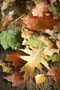 Fallen autumn leaves background Royalty Free Stock Photo