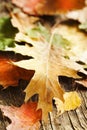 Fallen autumn leaves background Royalty Free Stock Photo