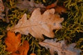 Fallen autumn leaves background Royalty Free Stock Photo