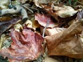 Fallen autumn leaves and branches background - 2