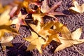 Fallen autumn leaves on the city sidewalk, pedestrian zone