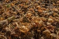 Yellow, orange and brown fallen autumn leaves on the ground Royalty Free Stock Photo