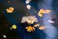 Fallen autumn leaves float on the water Royalty Free Stock Photo