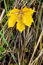 Fallen autumn leaves on grass in sunny morning light