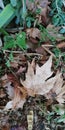 Fallen autumn leaves on the green grass