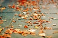 Fallen autumn leaves on the ground Royalty Free Stock Photo