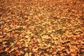 Fallen autumn leaves on the ground