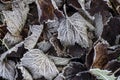 Fallen  autumn leaves in hoarfrost. Brown autumn background. Frost on the leaves. Autumn garden or forest. Cover. Frozen surface Royalty Free Stock Photo