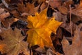 Fallen autumn leaves in hoarfrost. Brown, orange autumn background. Frost on orangeleaf. Autumn forest. Frozen surface Royalty Free Stock Photo