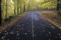 Fallen autumn leaves lay on a forest road in the Greylock State Reservation, Massachusetts