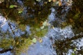 Fallen autumn leaves lay on the surface of Goldstream river with the reflection of trees and sky Royalty Free Stock Photo