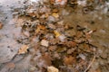 Fallen autumn leaves lie in a puddle with bubbles on the surface