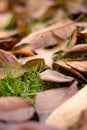 Fallen Autumn Leaves (Ontario, Canada)