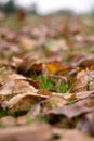 Fallen Autumn Leaves (Ontario, Canada)