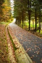 Fallen autumn leaves on a park alley. Forest foliage.