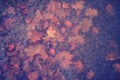 Fallen autumn leaves in the pond water, background Royalty Free Stock Photo