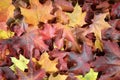 The fallen autumn leaves
