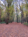 fallen autumn leaves. Autumn season. Pathway Forest. Slovenia Royalty Free Stock Photo