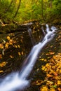 Fallen autumn leaves and a small waterfall on Oakland Run in Holtwood, Pennsylvania. Royalty Free Stock Photo