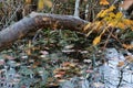 Fallen Autumn Leaves on a standing water surface of a swamp area. Fall season motive. Back to Nature concept Royalty Free Stock Photo