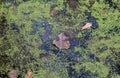 Fallen Autumn Leaves on a standing water surface of a swamp area. Fall season motive. Back to Nature concept Royalty Free Stock Photo