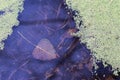 Fallen Autumn Leaves on a standing water surface of a swamp area. Fall season motive. Back to Nature concept Royalty Free Stock Photo